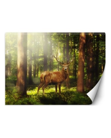 Oryginalna fototapeta na ścianę - Jeleń w lesie | FEEBY