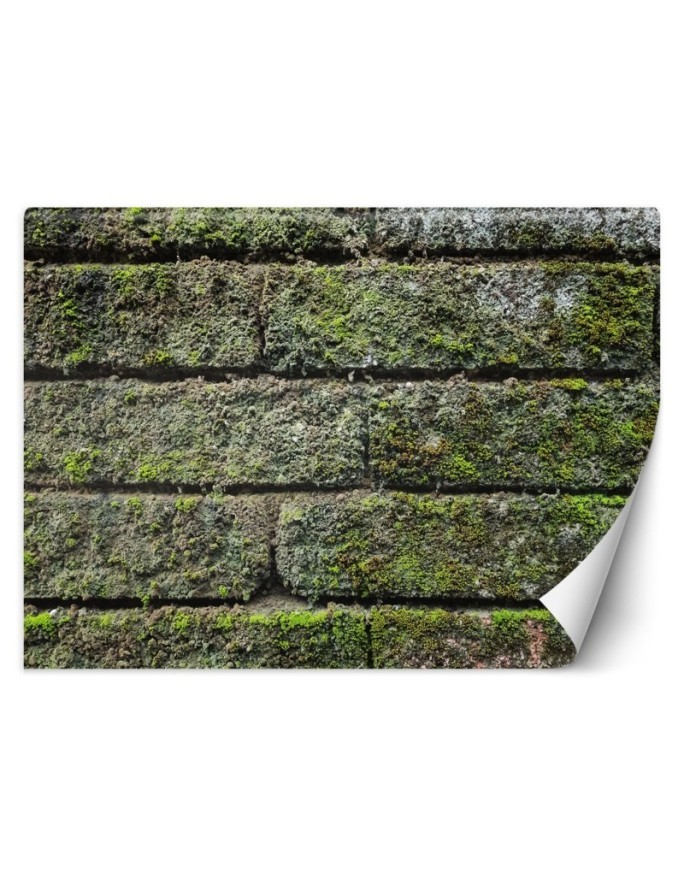 Fototapety tekstury do salonu - Mur cegła mech | FEEBY