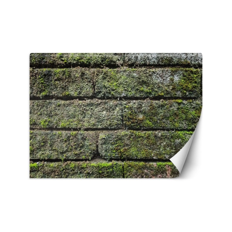Fototapety tekstury do salonu - Mur cegła mech | FEEBY