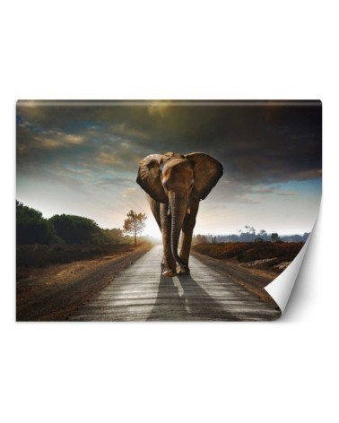 Unique wall murals for living room - Wandering elephant nature | FEEBY