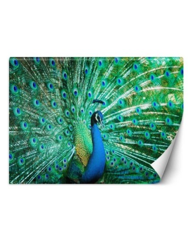 Beautiful wall murals - Coloured peacock | FEEBY