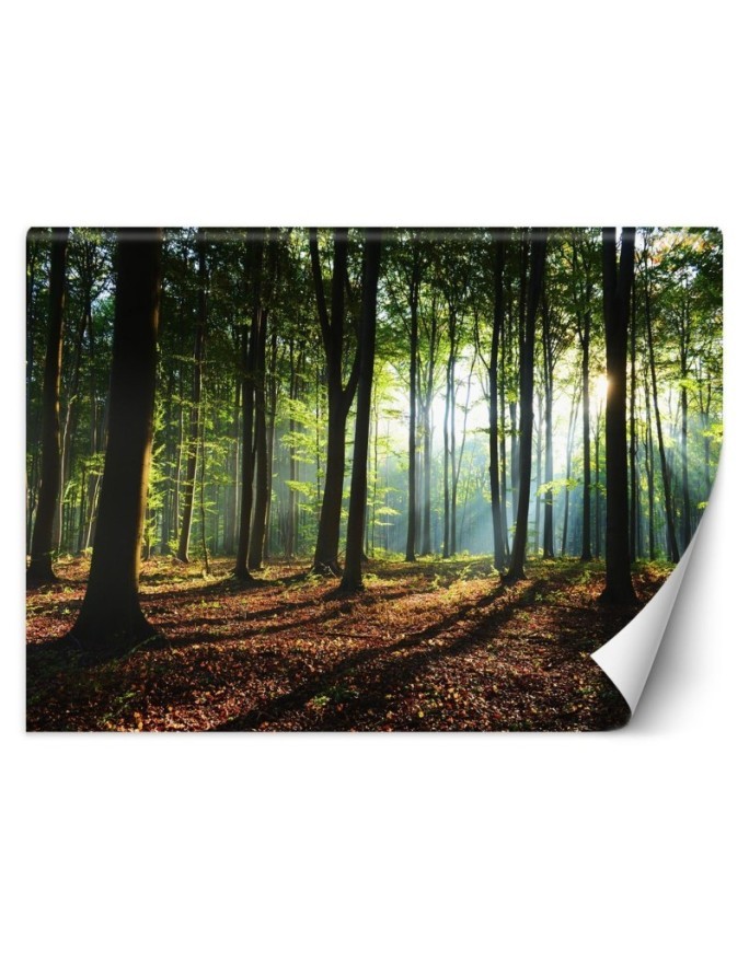 Fototapety z widokiem do salonu - Poranek las drzewa natura | FEEBY