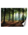 Fototapety z widokiem do salonu - Poranek las drzewa natura | FEEBY