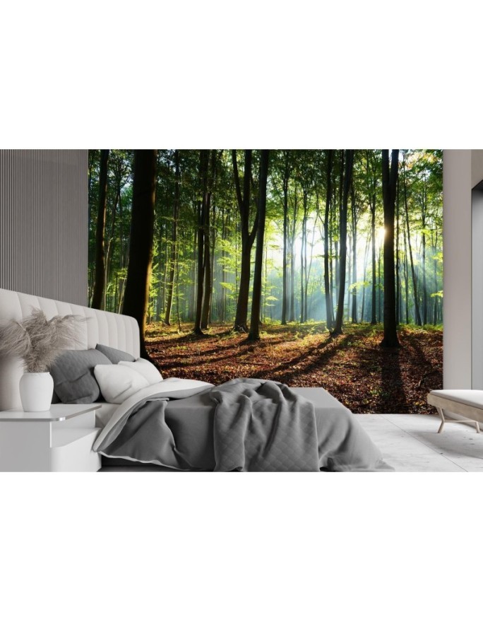 Fototapety z widokiem do salonu - Poranek las drzewa natura | FEEBY
