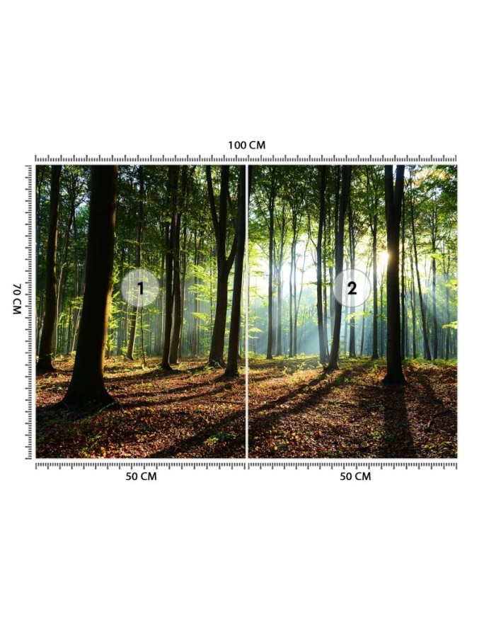 Fototapety z widokiem do salonu - Poranek las drzewa natura | FEEBY