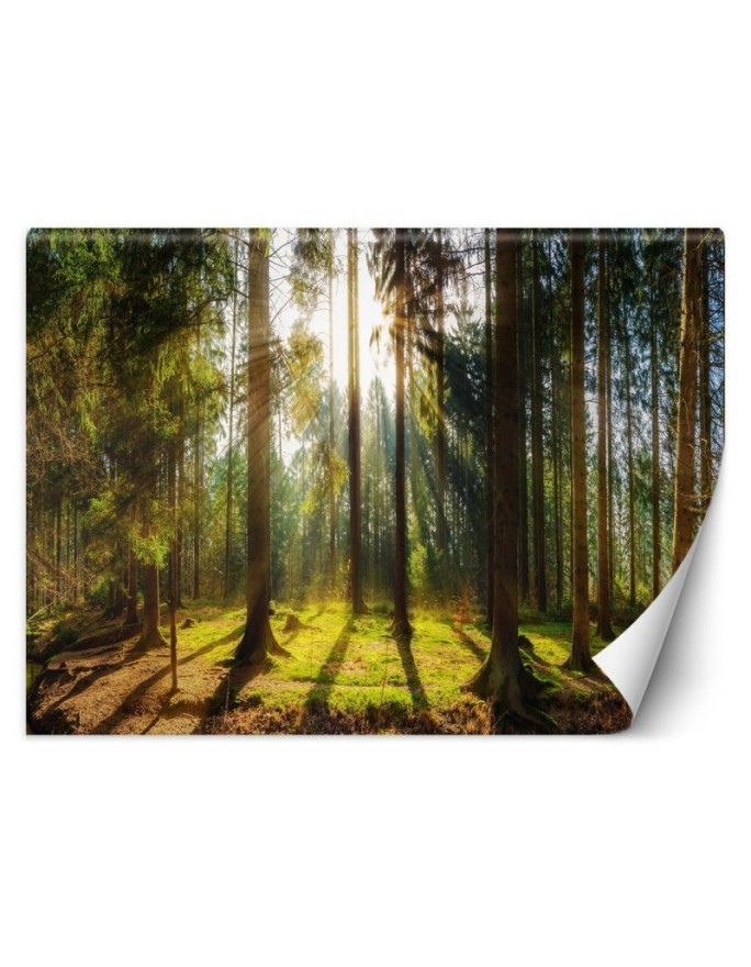 Piękne fototapety - Las w promieniach słońca natura krajobraz | FEEBY