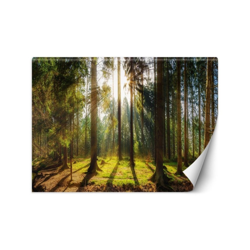 Piękne fototapety - Las w promieniach słońca natura krajobraz | FEEBY