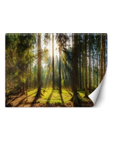 Piękne fototapety - Las w promieniach słońca natura krajobraz | FEEBY