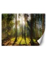 Piękne fototapety - Las w promieniach słońca natura krajobraz | FEEBY