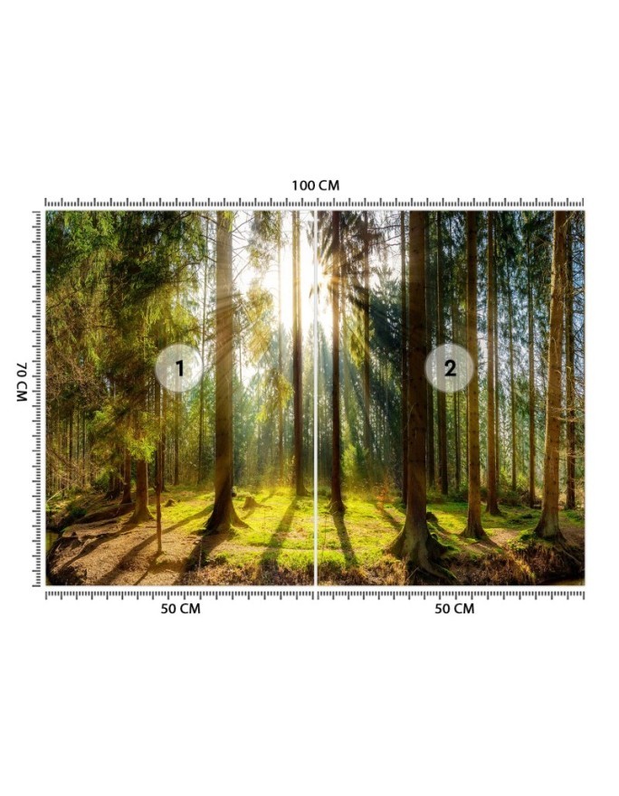 Piękne fototapety - Las w promieniach słońca natura krajobraz | FEEBY