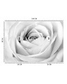 Fototapeta na ścianę - Biała róża kwiaty natura | FEEBY