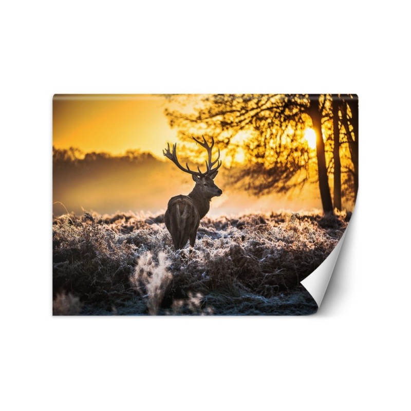 Fototapeta dekoracyjna na ścianę - Jeleń we mgle | FEEBY