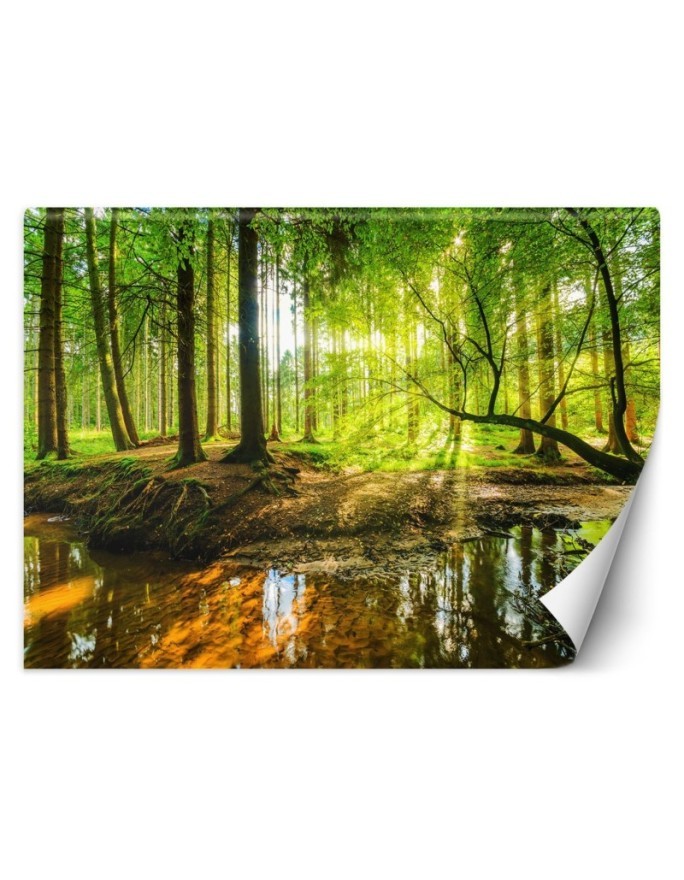Piękne fototapety - Las potok strumień promienie słońca natura | FEEBY