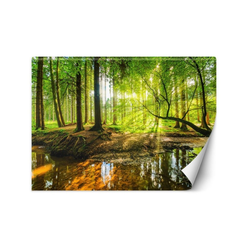 Piękne fototapety - Las potok strumień promienie słońca natura | FEEBY