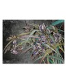 Original Wallpapers - Irises flowers in the wind | FEEBY