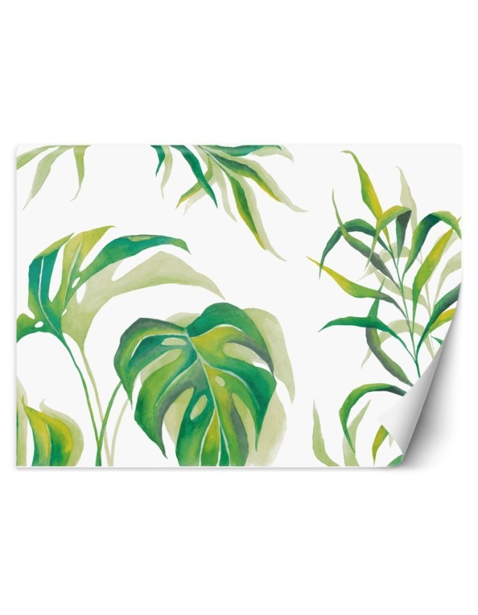 Egzotyczne fototapety na ścianę - Liście Monstera | FEEBY