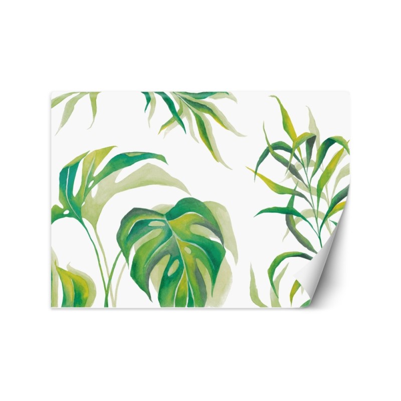 Egzotyczne fototapety na ścianę - Liście Monstera | FEEBY