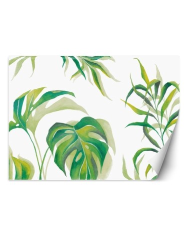 Exotic wall mural - Monstera leaves | FEEBY