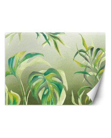 Egzotyczne fototapety na ścianę - Liście Monstera | FEEBY