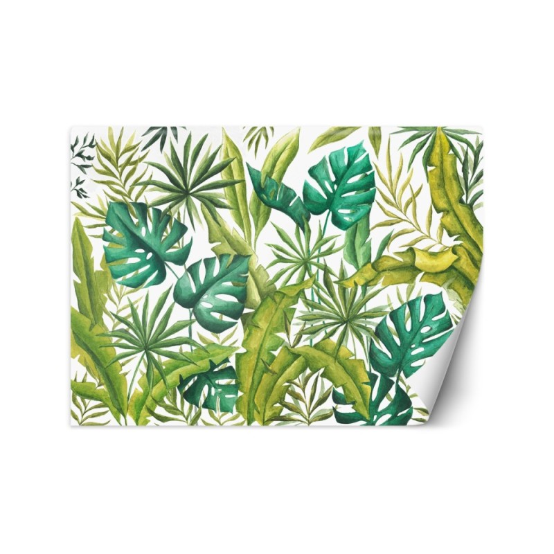 Egzotyczne fototapety na ścianę - Liście Monstera | FEEBY