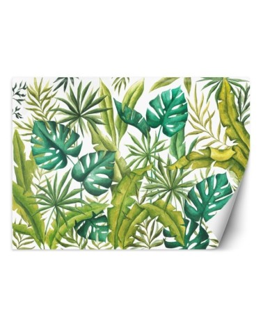 Egzotyczne fototapety na ścianę - Liście Monstera | FEEBY