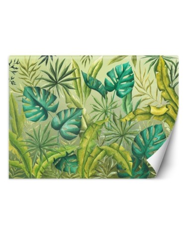 Egzotyczne fototapety na ścianę - Liście Monstera | FEEBY