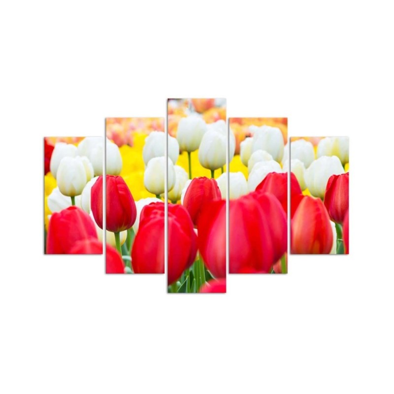 Leinwandbild modern - Tulpe Rot Weiß | Feeby