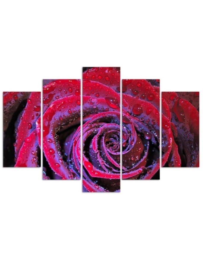 Obraz drukowany na ścianę Czerwona róża z kroplami rosy | FEEBY