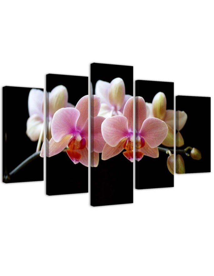 Różowa orchidea - obraz na ścianę do przedpokoju | FEEBY