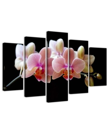 Różowa orchidea - obraz na ścianę do przedpokoju | FEEBY