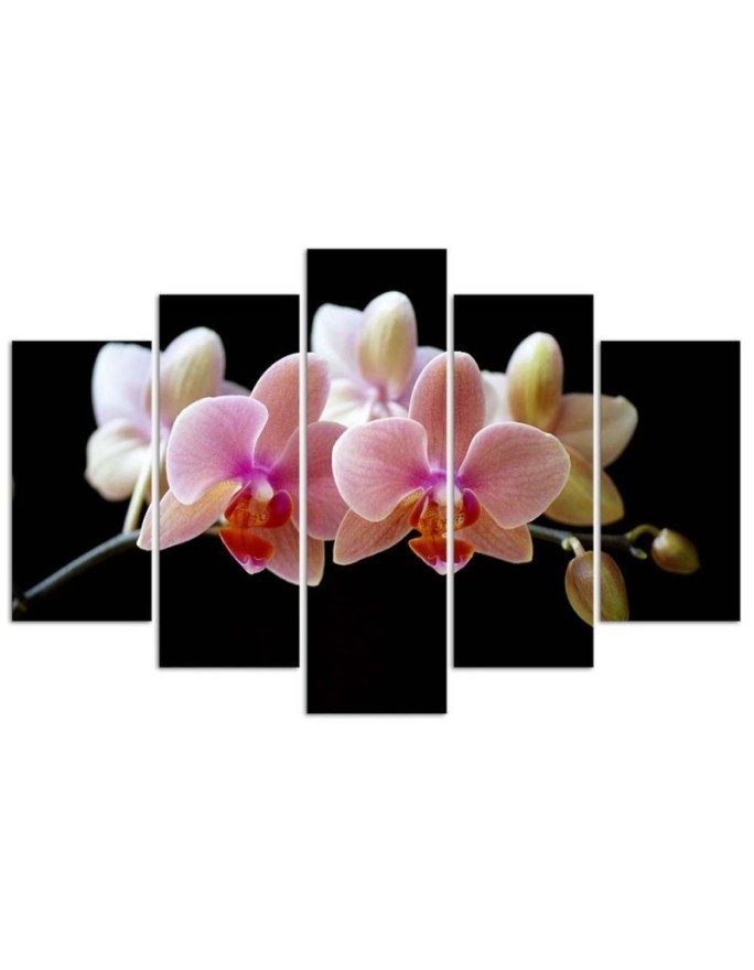 Różowa orchidea - obraz na ścianę do przedpokoju | FEEBY