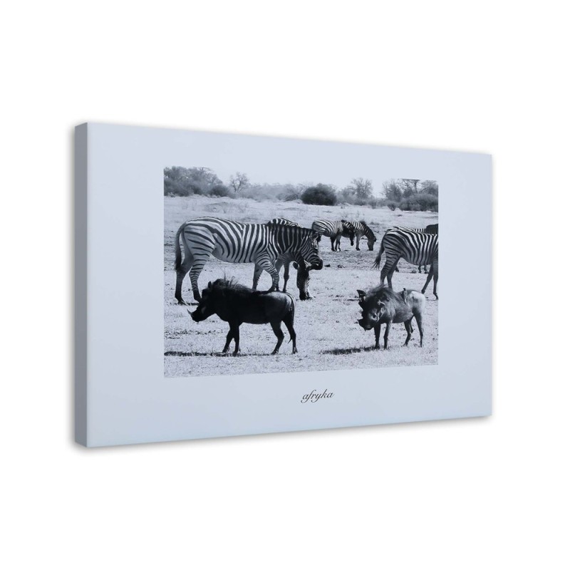 Bild auf Leinwand - Afrika - Zebras in der Savanne | Feeby