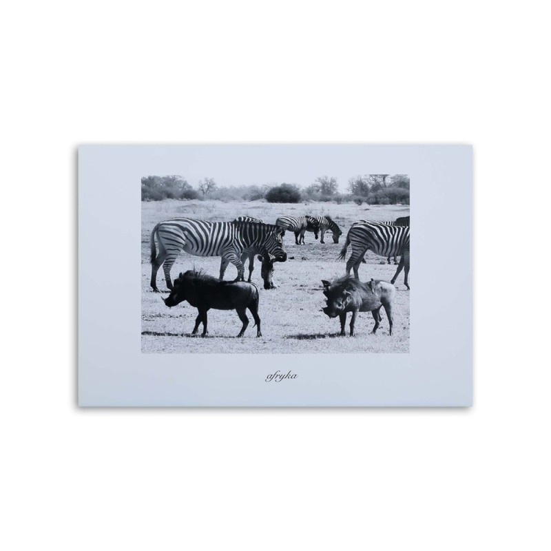Bild auf Leinwand - Afrika - Zebras in der Savanne | Feeby