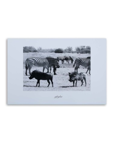 Bild auf Leinwand - Afrika - Zebras in der Savanne | Feeby