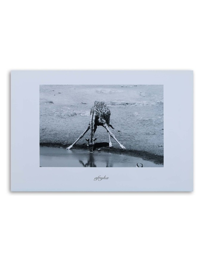 Canvas painting - Africa giraffe at the watering hole | FEEBY