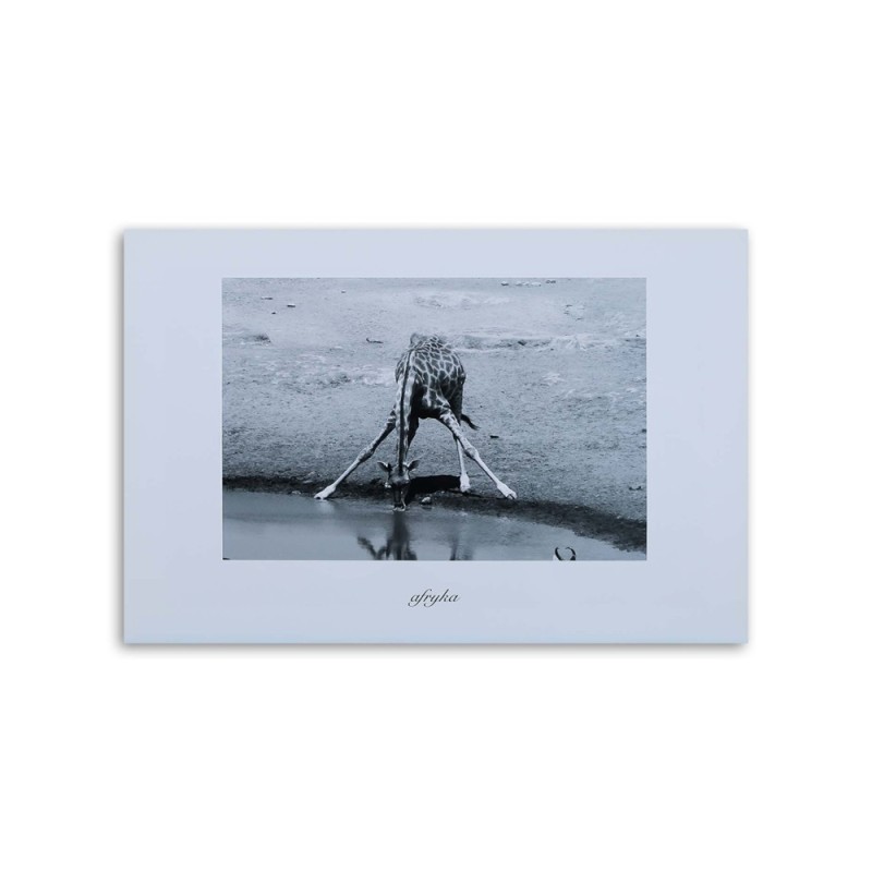 Bild auf Leinwand - Afrika - Giraffe an einer Wasserstelle | Feeby