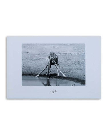 Bild auf Leinwand - Afrika - Giraffe an einer Wasserstelle | Feeby