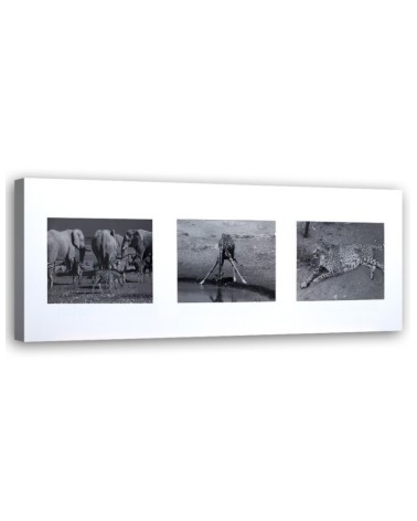 Canvas pictures - Collage of animals of Africa | FEEBY