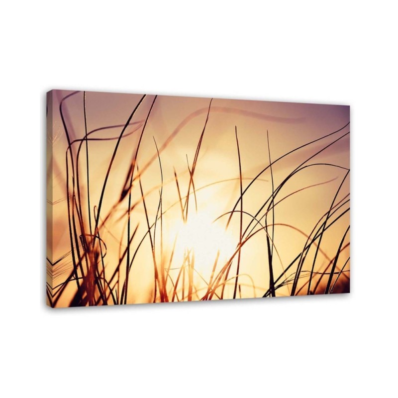 Leinwandbild - Gras im Sonnenschein | Feeby