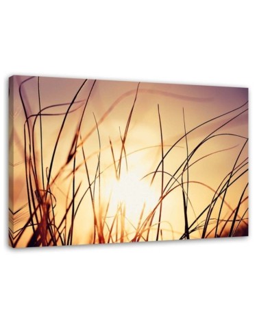 Leinwandbild - Gras im Sonnenschein | Feeby