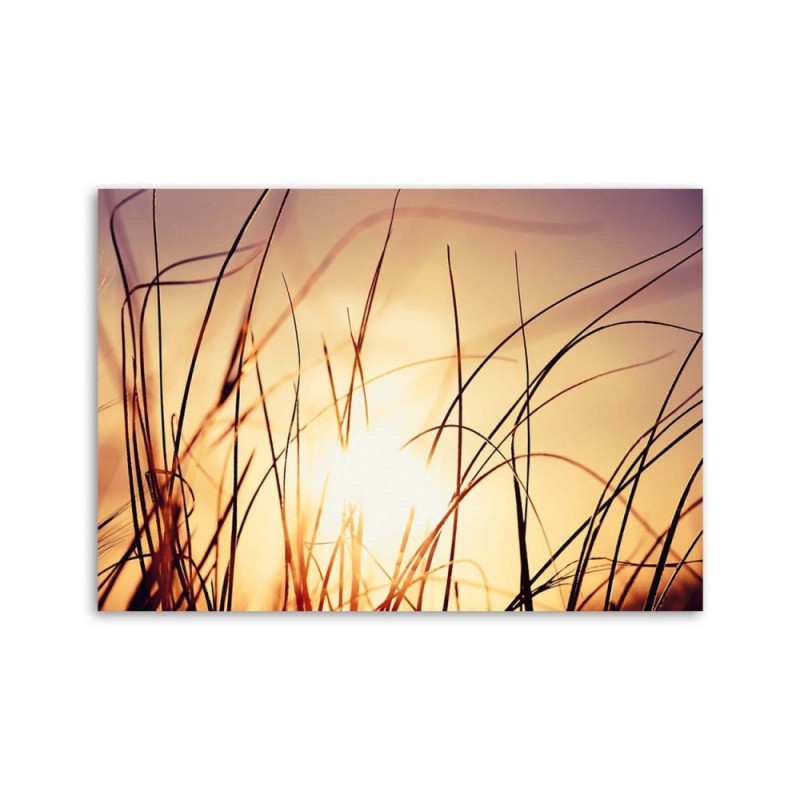 Leinwandbild - Gras im Sonnenschein | Feeby
