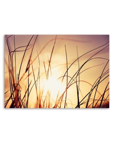 Leinwandbild - Gras im Sonnenschein | Feeby