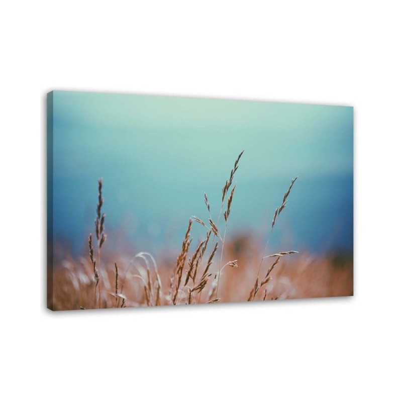 Bild auf Leinwand - Grashalme | Feeby