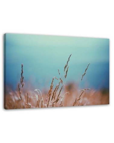 Bild auf Leinwand - Grashalme | Feeby