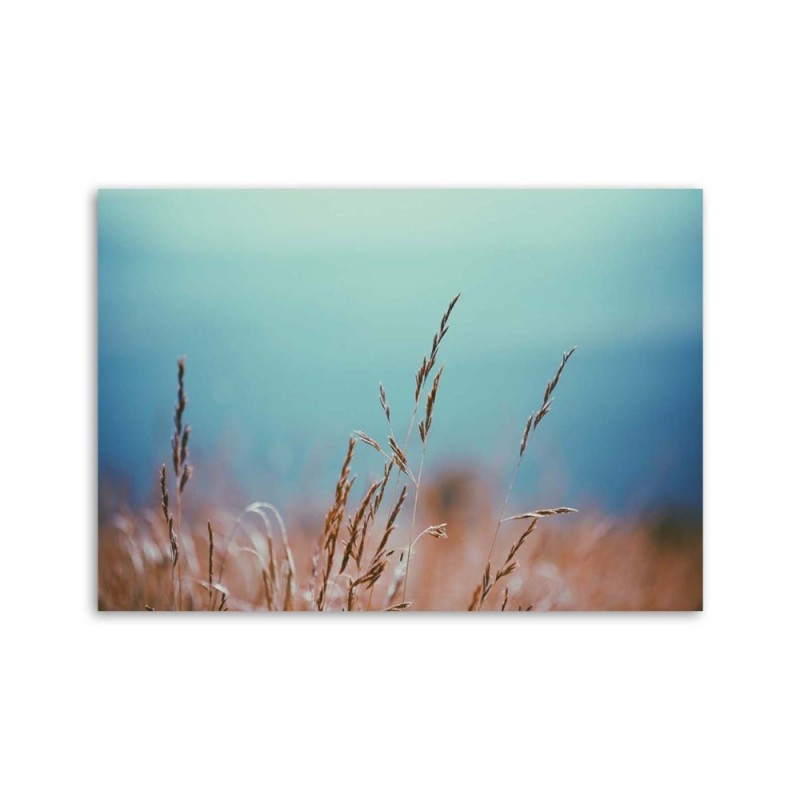 Bild auf Leinwand - Grashalme | Feeby