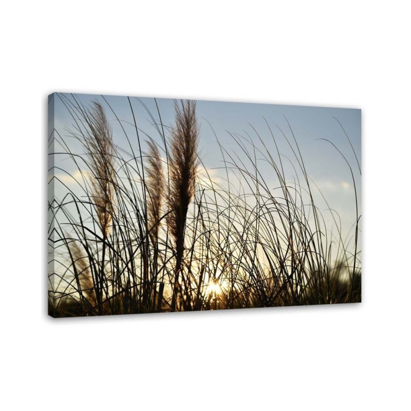 Leinwandbild modern - Schilf in der Sonne | Feeby