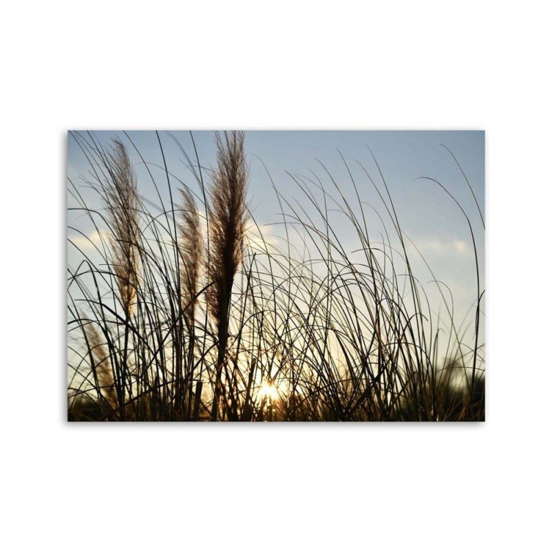Leinwandbild modern - Schilf in der Sonne | Feeby