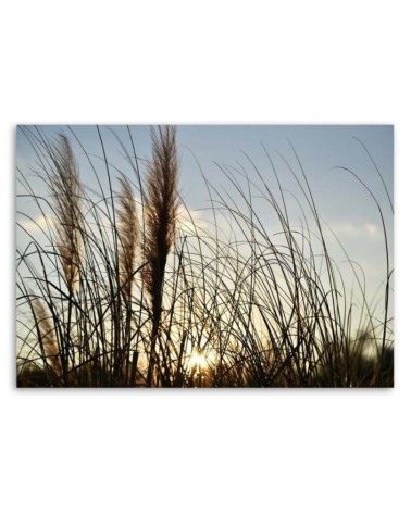 Leinwandbild modern - Schilf in der Sonne | Feeby