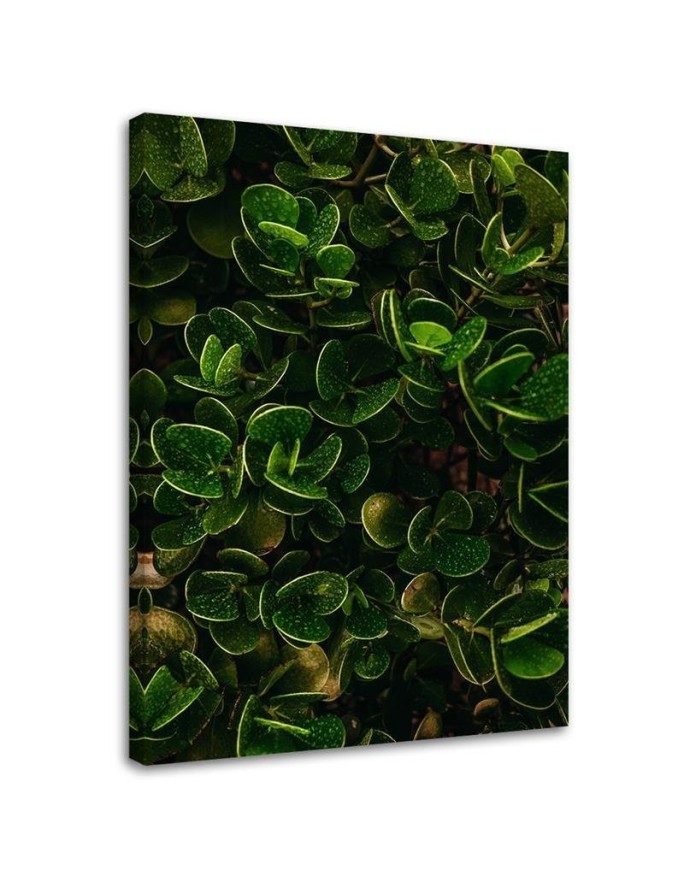 Leinwandbild - Grüne Blätter von exotischen Pflanzen | Feeby