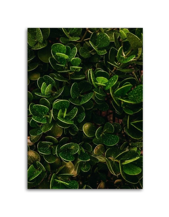 Obraz ścienny do pokoju - Zielone egzotyczne liście rośliny natura